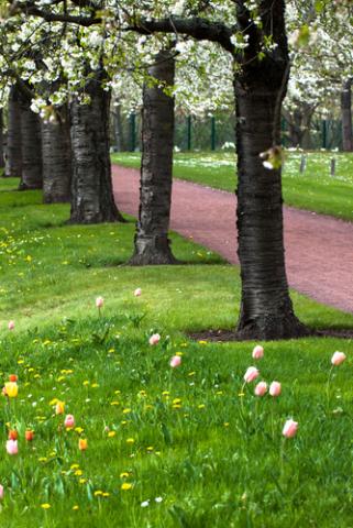 Avenue of blossoming trees. Axel Lauer/Shutterstock. Axel Lauer/Shutterstock.