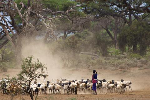 A boy herds goats in Kenya. Photo courtesy Andrzej Kubik/shutterstock.com