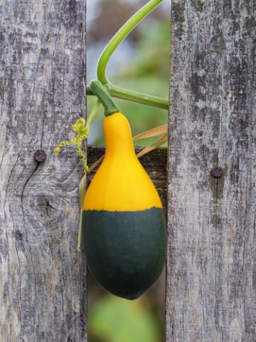 A squash caught in a fence. Image courtesy Mr. Green/shutterstock.com. A squash caught in a fence. Image courtesy Mr. Green/shutterstock.com.