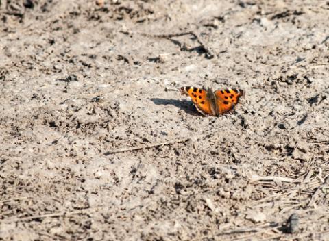 A butterfly settles on the dust. Image courtesy Romas_Photo/shutterstock.com. A butterfly settles on the dust. Image courtesy Romas_Photo/shutterstock.com.