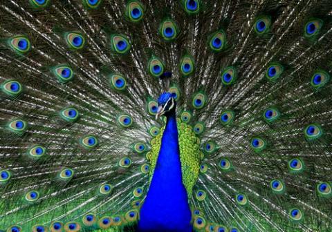 Close up of peacock, CoolR / Shutterstock.com Close up of peacock, CoolR / Shutterstock.com