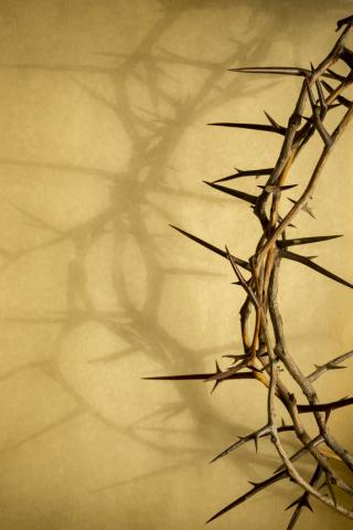 Crown of thorns. Image via Ricardo Reitmeyer/shutterstock.com Crown of thorns. Image via Ricardo Reitmeyer/shutterstock.com