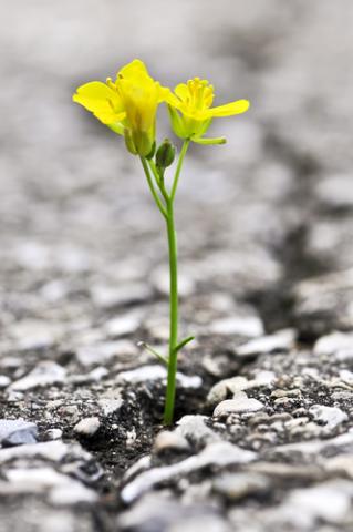 Flower growing out of crack in asphalt, Elena Elisseeva / Shutterstock.com Flower growing out of crack in asphalt, Elena Elisseeva / Shutterstock.com
