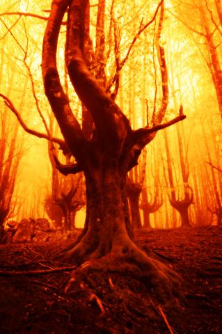 A tree on fire. Image courtesy Mimadeo/shutterstock.com A tree on fire. Image courtesy Mimadeo/shutterstock.com