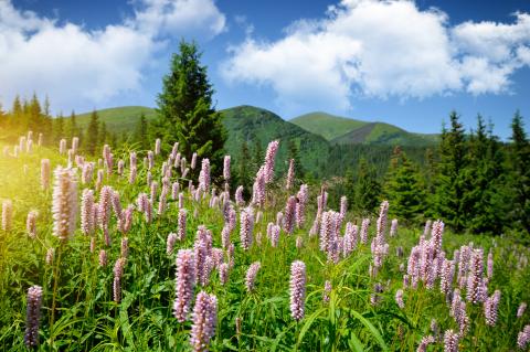 Mountain scenery, Nataliia Melnychuk/ Shutterstock.com Mountain scenery, Nataliia Melnychuk/ Shutterstock.com