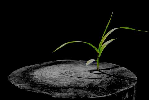 treegrowing treegrowing