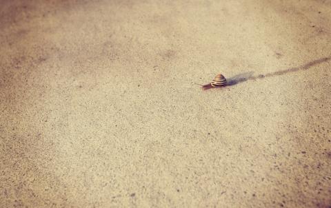 snail snail