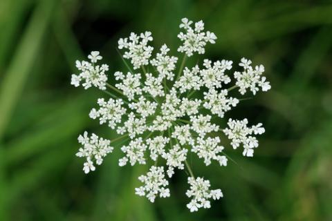 Queen Anne's Lace image by Kevin H Knuth /Shutterstock. Queen Anne's Lace image by Kevin H Knuth /Shutterstock.