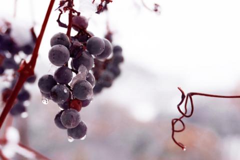 Grapes frozen on the vine, jecka / Shutterstock.com Grapes frozen on the vine, jecka / Shutterstock.com