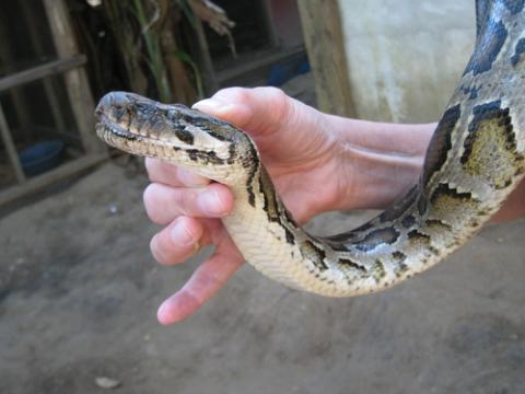 Snake handling image via Arie v.d. Wolde/ Shutterstock Snake handling image via Arie v.d. Wolde/ Shutterstock