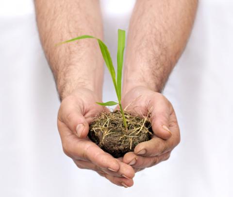 Hands hold a seedling. Image courtesy AlessandroZocc/shutterstock.com. Hands hold a seedling. Image courtesy AlessandroZocc/shutterstock.com.