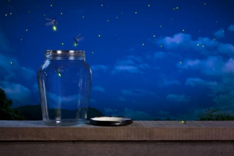 Fireflies in the night. Image courtesy Fer Gregory/shutterstock.com. Fireflies in the night. Image courtesy Fer Gregory/shutterstock.com.
