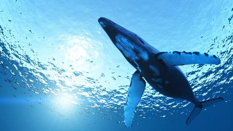 Blue whale's can have hearts as big as Volkswagen Beetles. TsuneoMP / Shutterstock TsuneoMP / Shutterstock