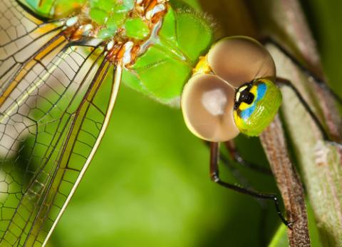 Close up look at the common dragonfly.
