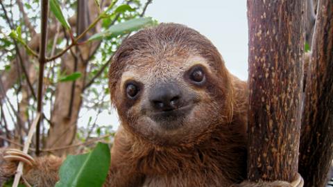 Baby sloth, Vilainecrevette / Shutterstock.com Baby sloth, Vilainecrevette / Shutterstock.com
