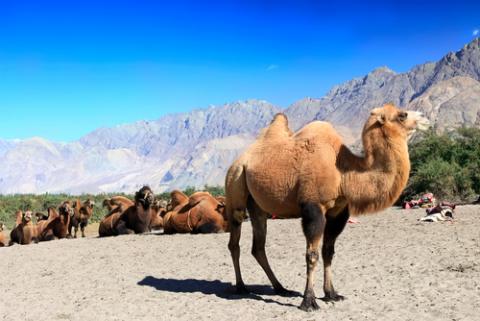 (Camel photo by Tatiana Belova /Shutterstock.com) (Camel photo by Tatiana Belova /Shutterstock.com)