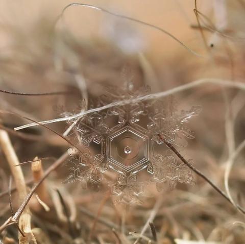 Snowflakes are so cool! Photo by Andrew Osokin Photo by Andrew Osokin
