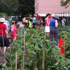 Volunteers harvest vegetables at KAM Isaiah Israel in Chicago. Photo courtesy Robert Nevel/KAM Photo courtesy Robert Nevel/KAM