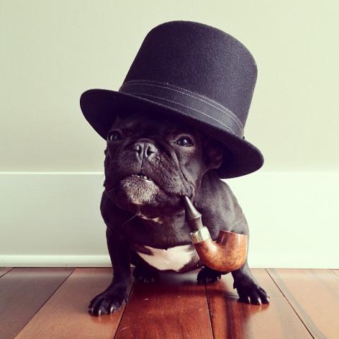 Trotter is one fashionable pooch. Sonya Yu Sonya Yu / Laughing Squid