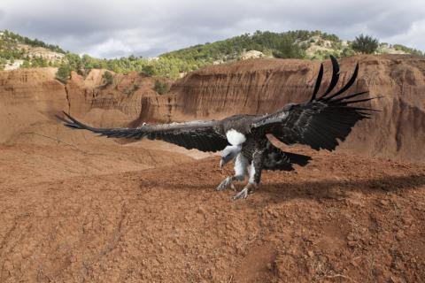 Vulture funds target the debt of financially distressed nations Photo: Bykofoto/Shutterstock Photo: Bykofoto/Shutterstock