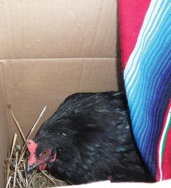 Hildegard von Chicken, with Mexican blanket.