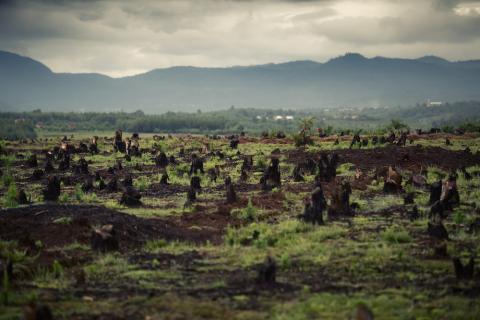 Deforestaion Deforestaion
