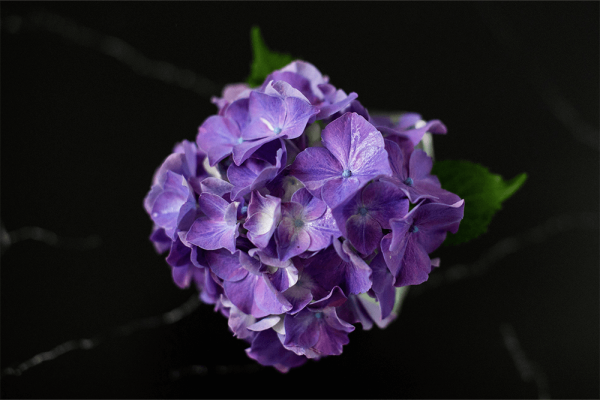 A purple hydrangea with leaves on a black background.