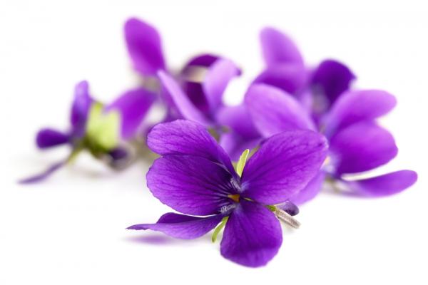 Purple Flowers Of Hope Sojourners