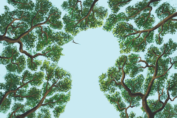 A break in a canopy of green trees shows the clear blue skies, outlined in the shape of a human head looking upward.