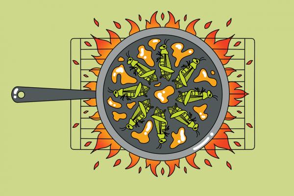 An illustration of crickets being grilled with globs of honey in a gray pot over a blazing fire.