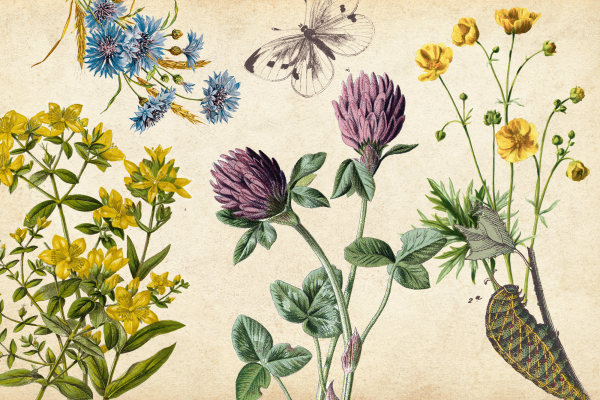 The image shows illustrations of various native wildflowers on a tan, parchment looking background 