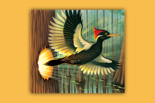 Ivory-billed woodpecker flying out of a hole in a tree.