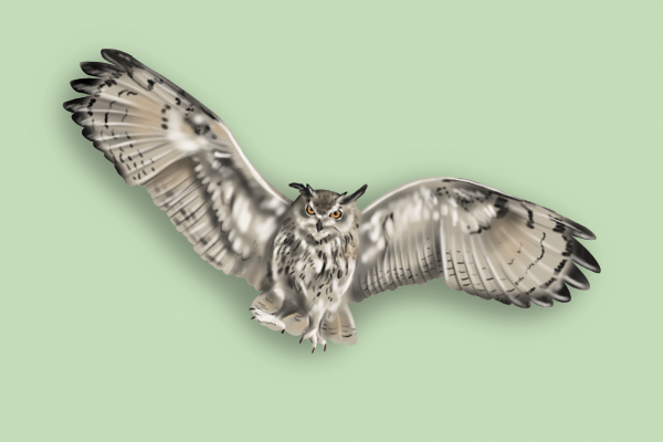 The illustration shows an owl swooping with open wings and a focused, determined gaze. 