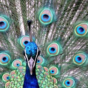 Condescending peacock. Image by E J Davies/Getty.