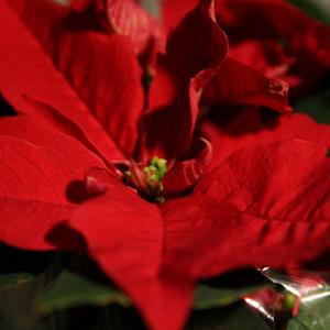 Pointsettia. Image via http://www.wylio.com/credits/Flickr/4170977646