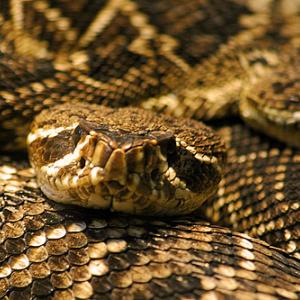 Rattlesnake. Image via http://bit.ly/KMHG5x.