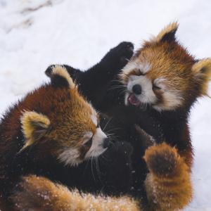 Rare red pandas, wrestling in the snow. Image via Wiki Commons http://bit.ly/xcp