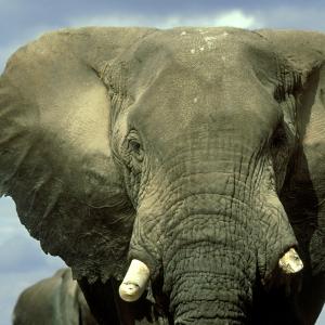 African bull elephant in Kenya. Image via Getty Images. 