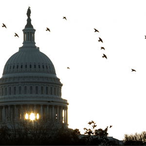 A flock of birds fly away from the U.S. Capitol while sunlight shines through.