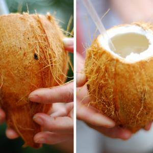 Coconut vessels. Images via Wylio.