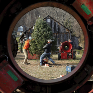 The photo, taken through the middle Christmas tree bailer, shows two men lifting up a Christmas tree 