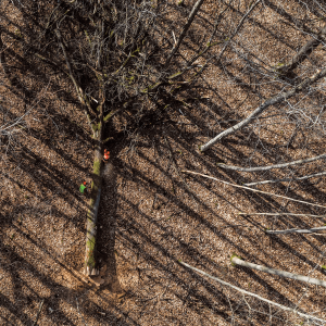 A birds-eye view of a forest in France, where the monks donated oaks to the rebuilding of Notre Dame