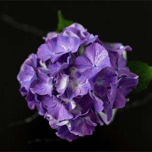 A purple hydrangea with leaves on a black background.