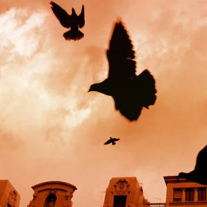 "Freedom." Photo illustration via Wylio http://bit.ly/xAJy0A