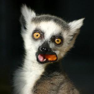 Total Lemur Awesomeness