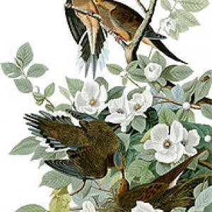 Zenaida Macroura (Mourning Dove) painting by John J. Audubon. Public domain imag