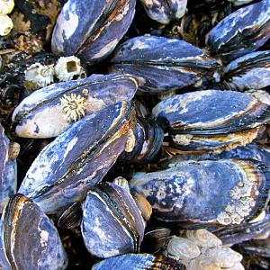 Mussels. Photo by Sarah Vanderveen. 