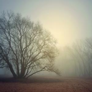 Fog and light photo, lussiya  / Shutterstock.com