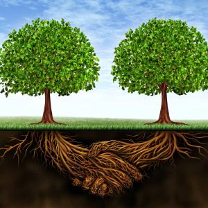 Deep connected roots. Image courtesy Lightspring/shutterstock.com