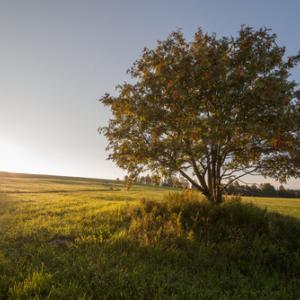 Tree in a field, verevkin / Shutterstock.com